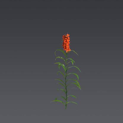 Orange Gingerlily 1