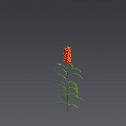Orange Gingerlily 2