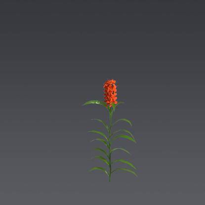 Orange Gingerlily 3