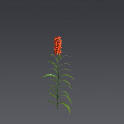 Orange Gingerlily 4
