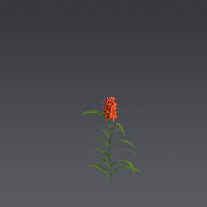 Orange Gingerlily 5