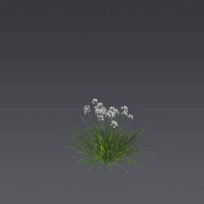 Prairie Onion 1