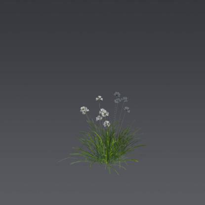 Prairie Onion 2