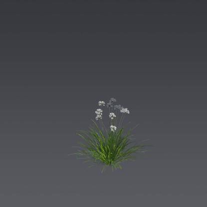 Prairie Onion 3