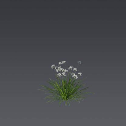 Prairie Onion 4