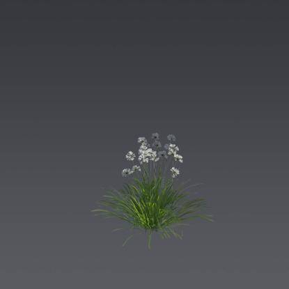 Prairie Onion 5