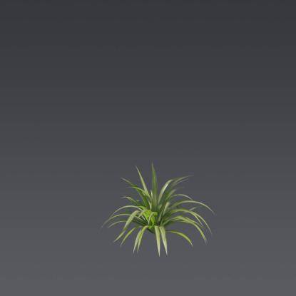 Spider Ivy 2