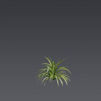 Spider Ivy 3