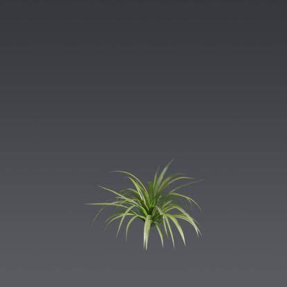 Spider Ivy 5