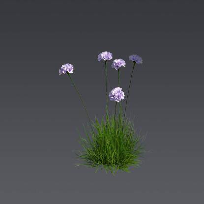 Spiny Thrift 1