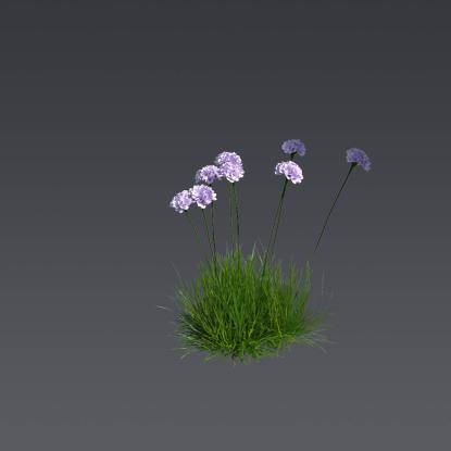 Spiny Thrift 2