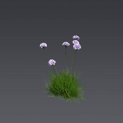 Spiny Thrift 3