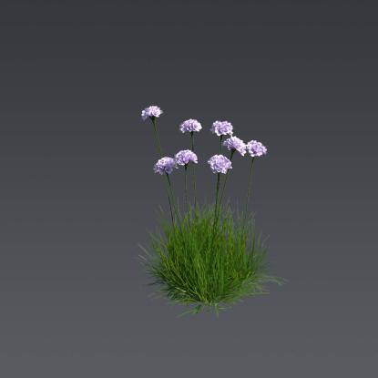 Spiny Thrift 4
