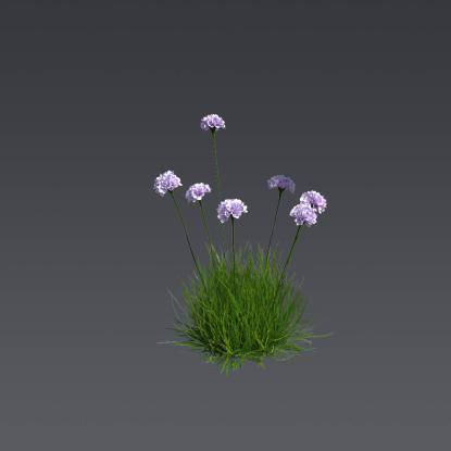 Spiny Thrift 5