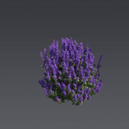 Texas Sage 1