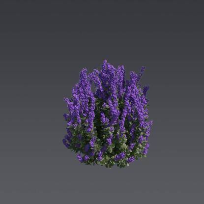 Texas Sage 2
