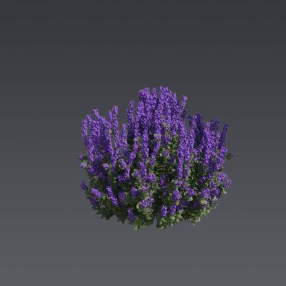 Texas Sage 3