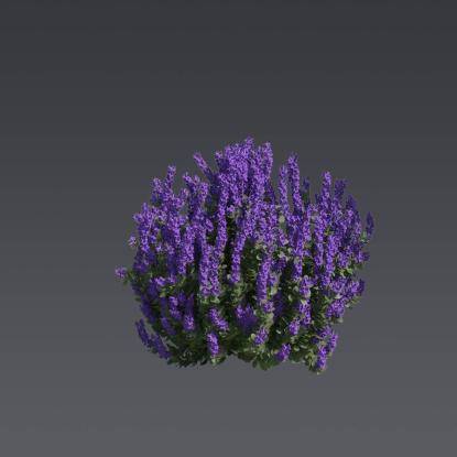 Texas Sage 4