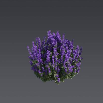 Texas Sage 5