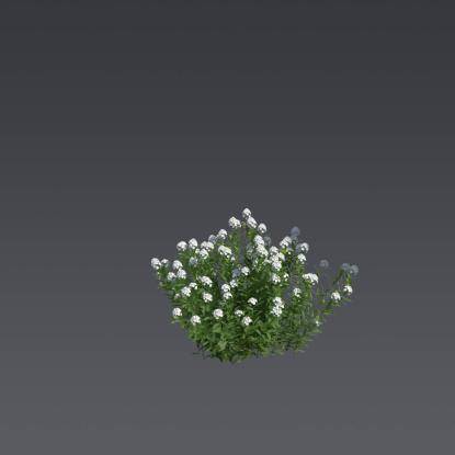 The Evergreen Candytuft 1