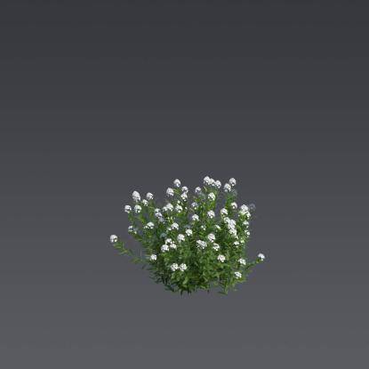 The Evergreen Candytuft 2