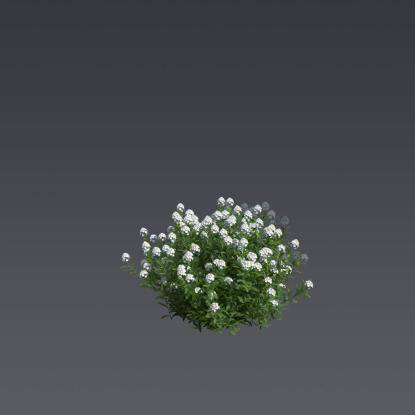 The Evergreen Candytuft 3