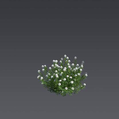 The Evergreen Candytuft 4