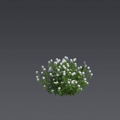 The Evergreen Candytuft 5