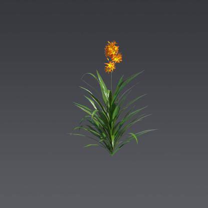 Valentine Flower 1