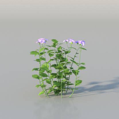 Aubrieta v1