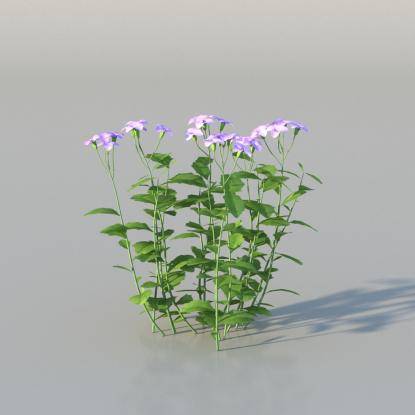 Aubrieta v2