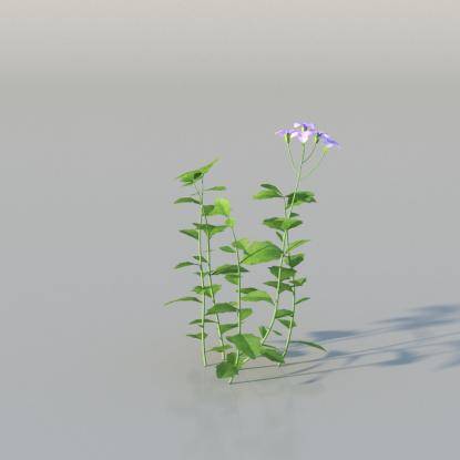 Aubrieta v3