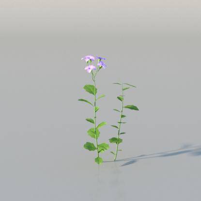 Aubrieta v4