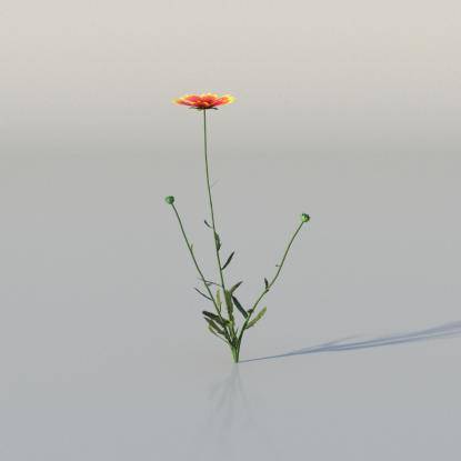 Blanket Flower v1