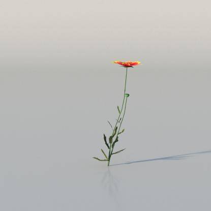 Blanket Flower v2