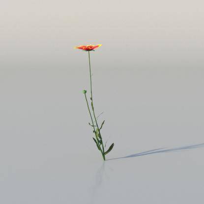 Blanket Flower v3
