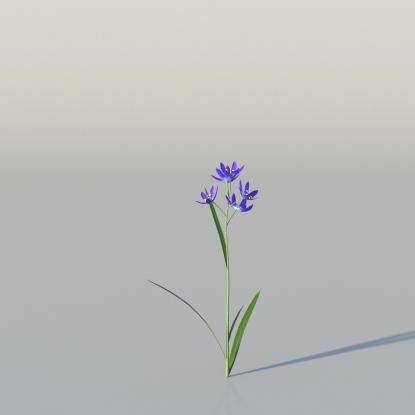 Blue Camas v3