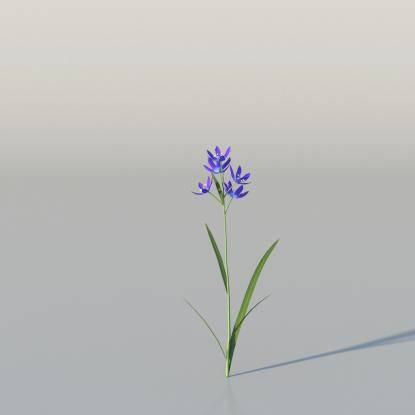 Blue Camas v4