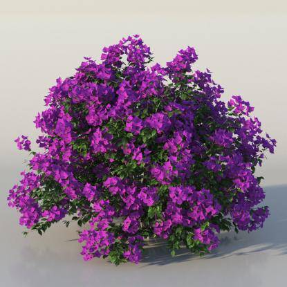 Bush Bougainvillea v1