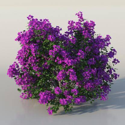 Bush Bougainvillea v2