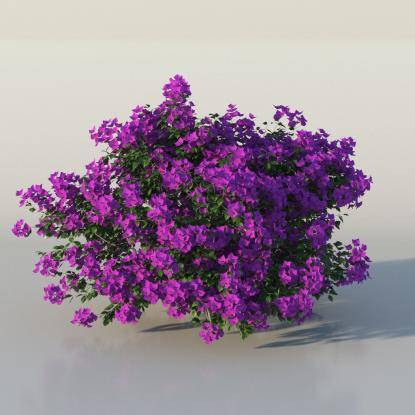 Bush Bougainvillea v3