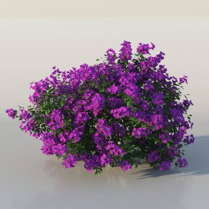 Bush Bougainvillea v4