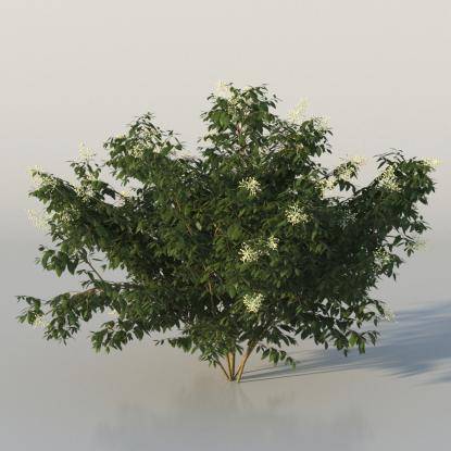 Bush Broad-leaf privet v1