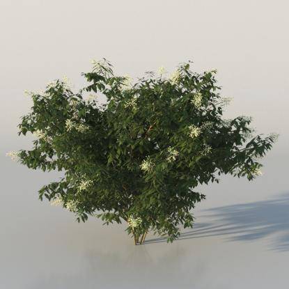 Bush Broad-leaf privet v2