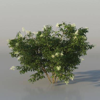 Bush Broad-leaf privet v3