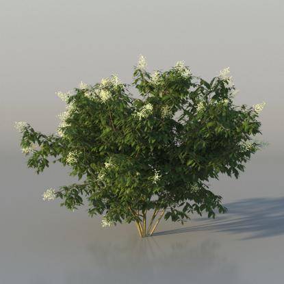 Bush Broad-leaf privet v4