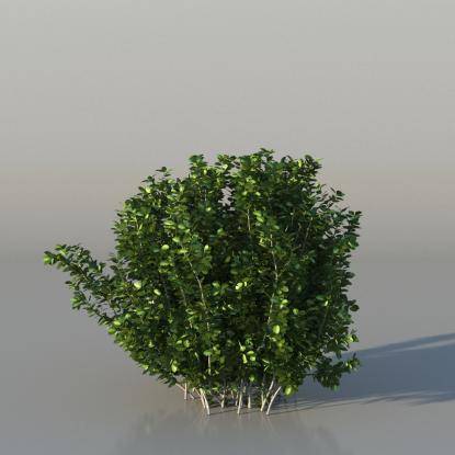 Bush Common Box v1