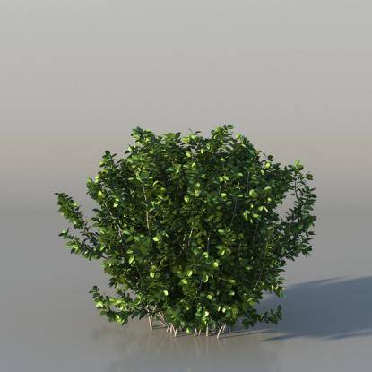 Bush Common Box v4