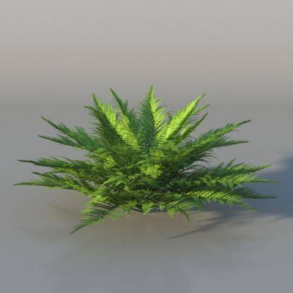 Bush Fern v1