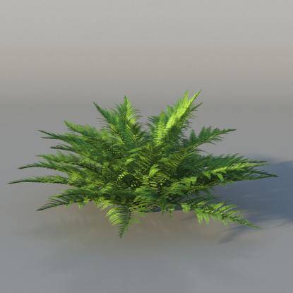 Bush Fern v2